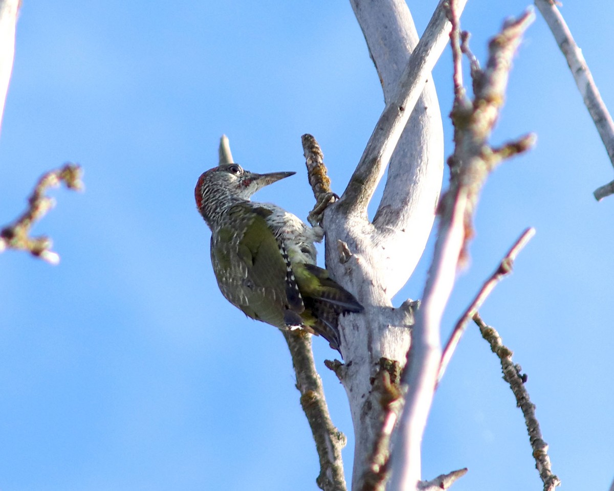 Iberian Green Woodpecker - Joaquín Salinas