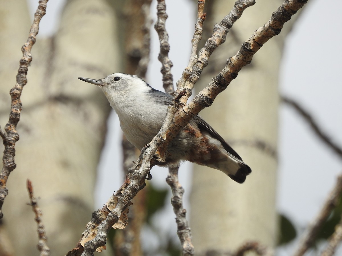 White-breasted Nuthatch - ML177902241