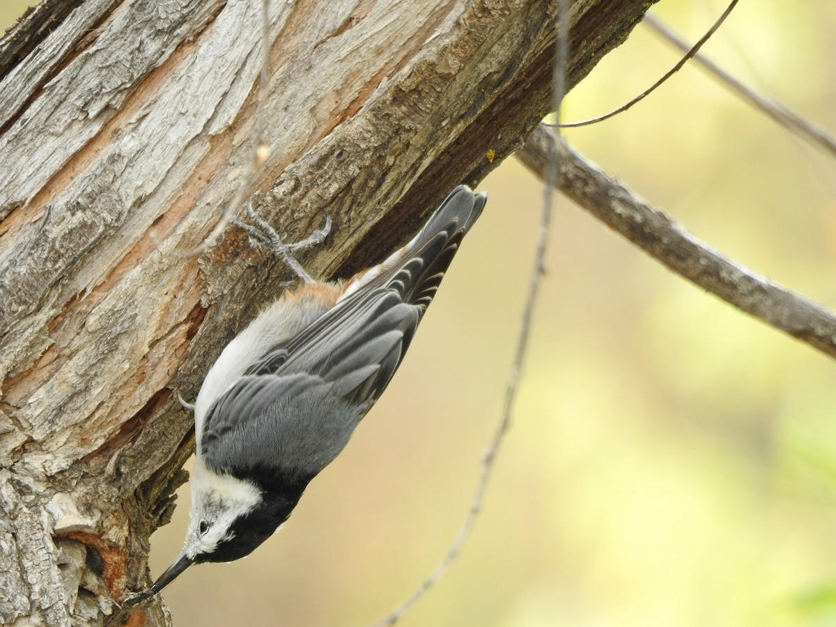 White-breasted Nuthatch - ML177902261