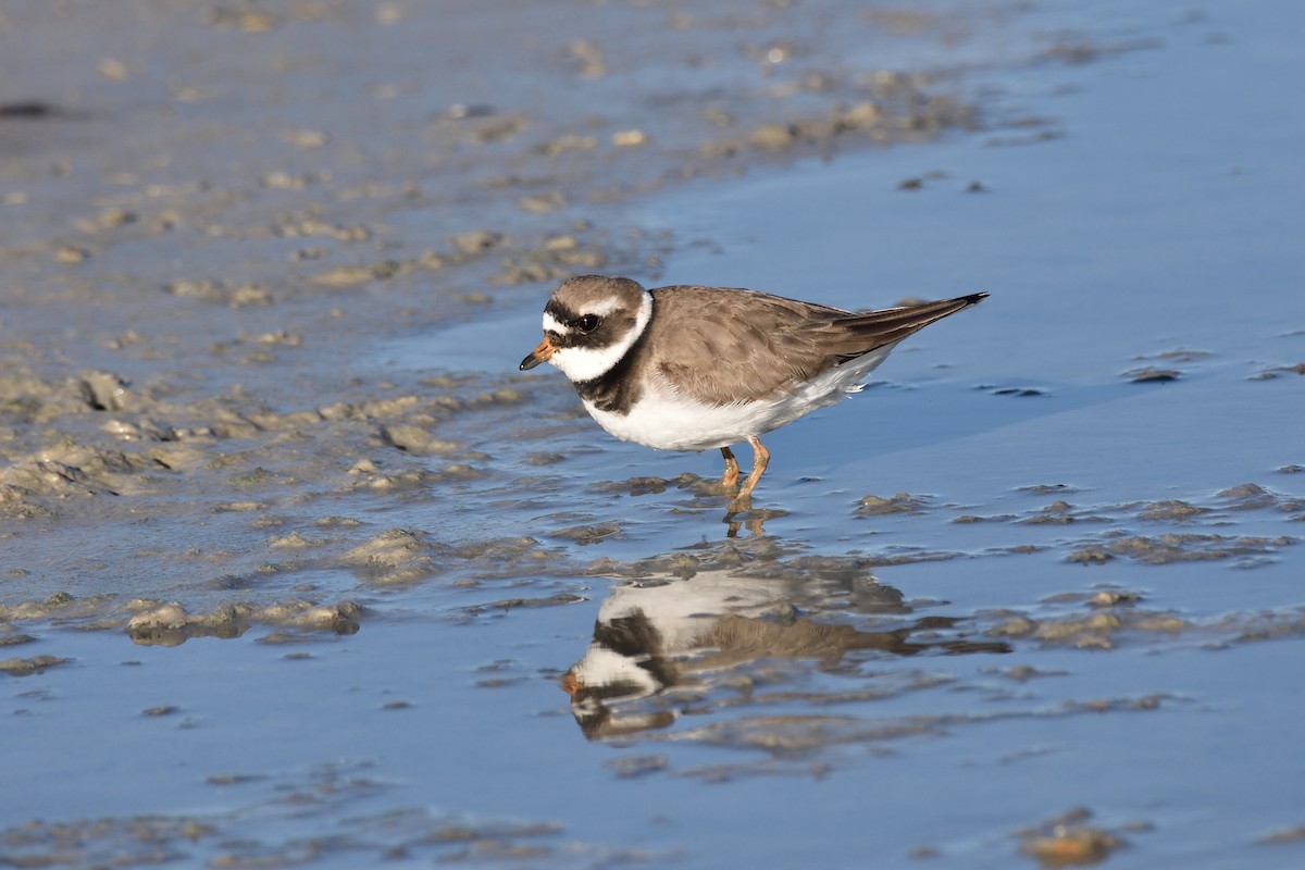Common Ringed Plover - ML177902821