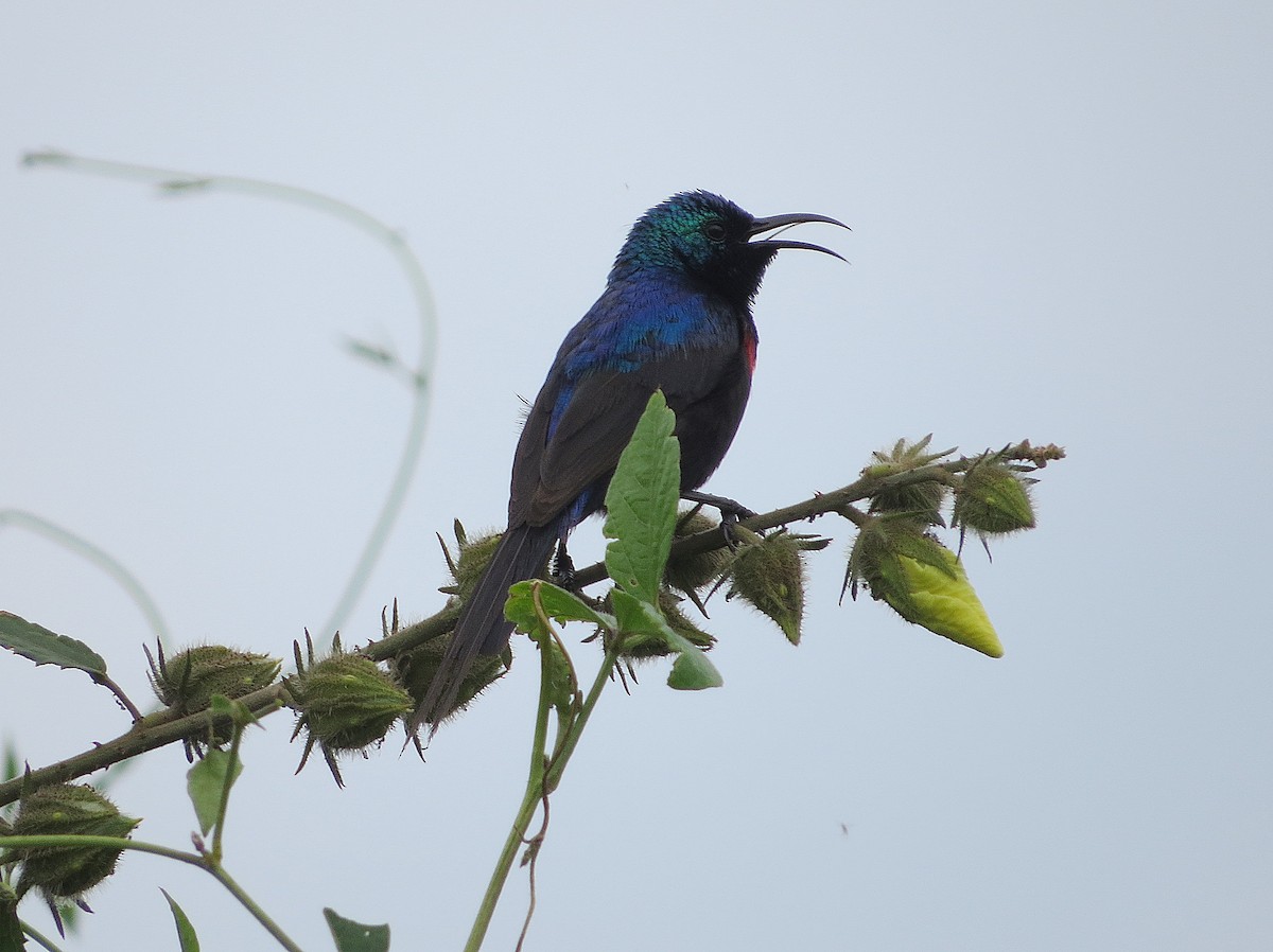 Red-chested Sunbird - ML177905291