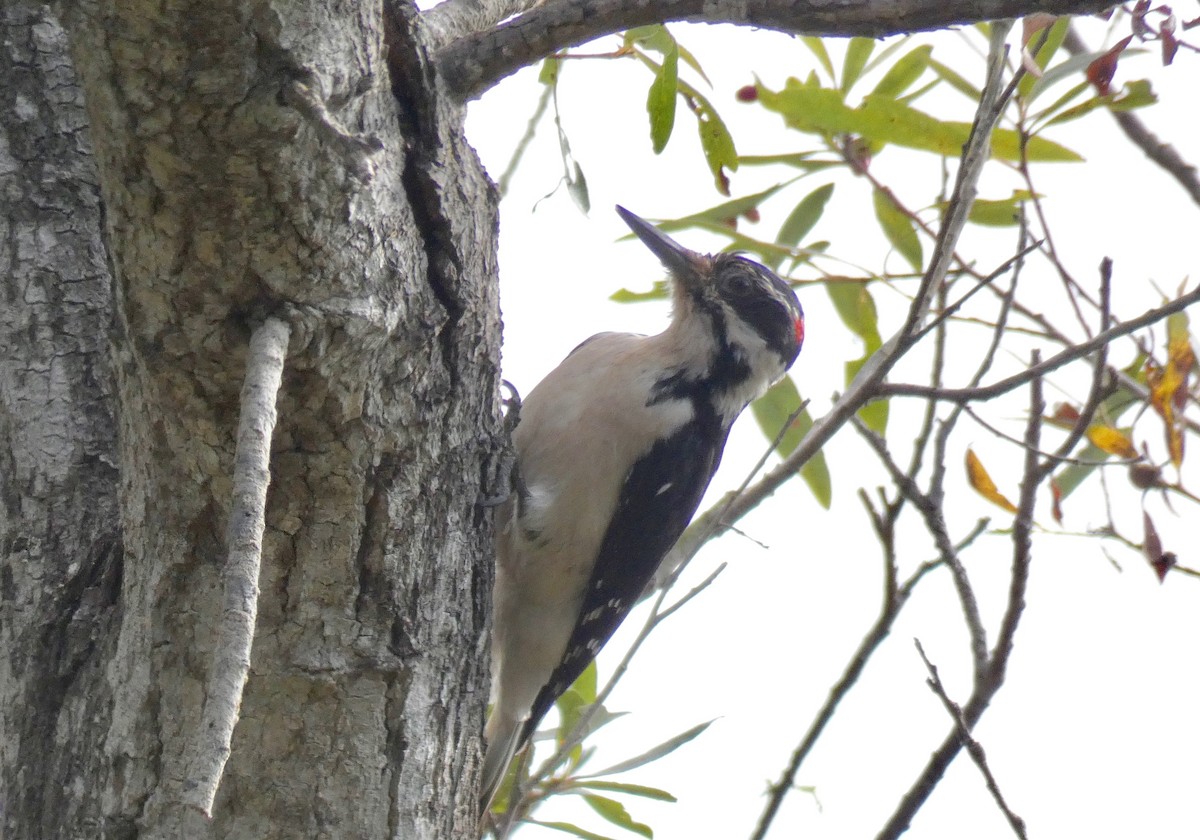 Hairy Woodpecker - ML177908821