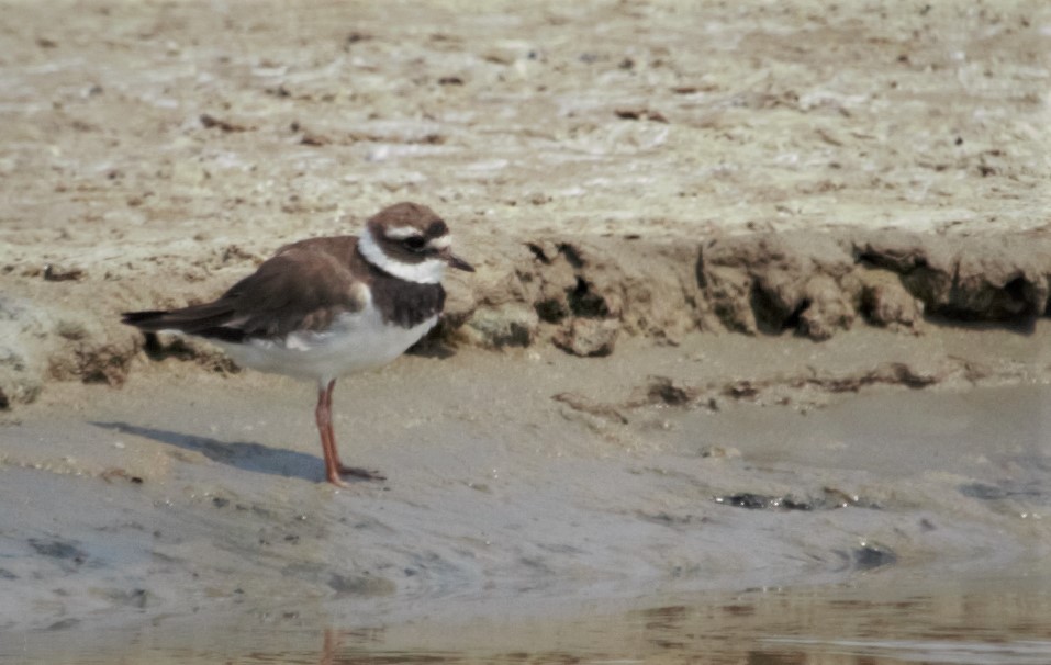 Common Ringed Plover - ML177909981