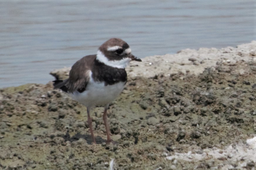 Common Ringed Plover - ML177909991