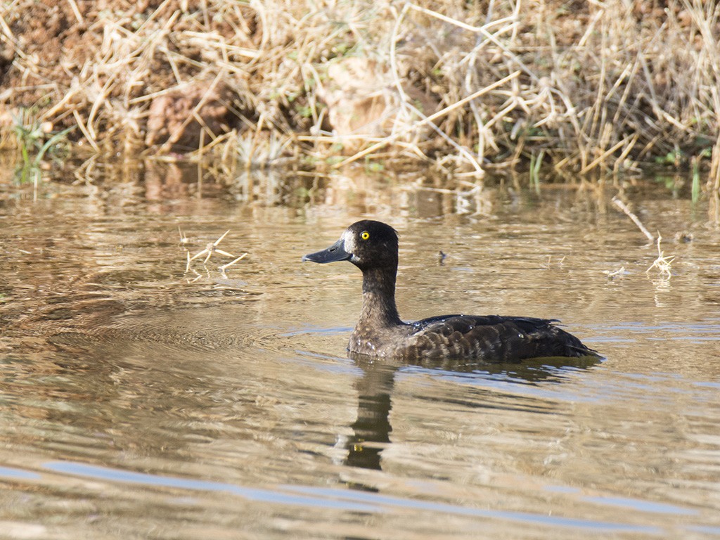 Tufted Duck - ML177911781