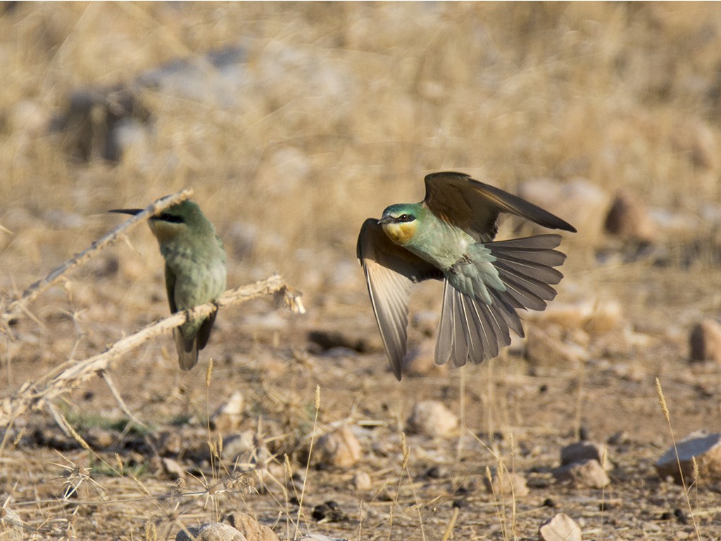 Blue-cheeked Bee-eater - ML177911851