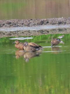 Blue-winged Teal, ML177912601