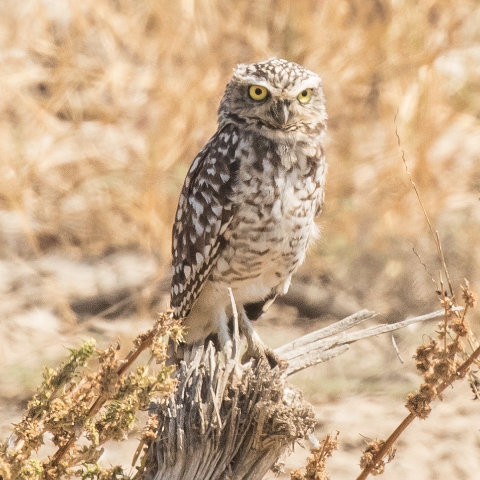 Burrowing Owl - ML177914401
