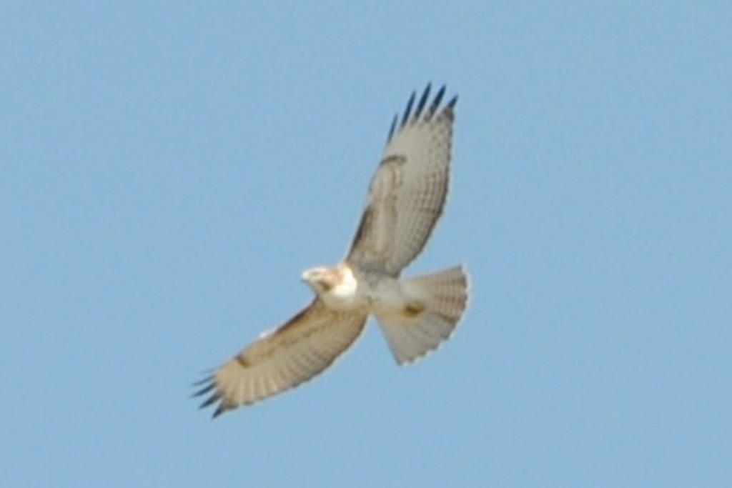 Red-tailed Hawk - ML177917391
