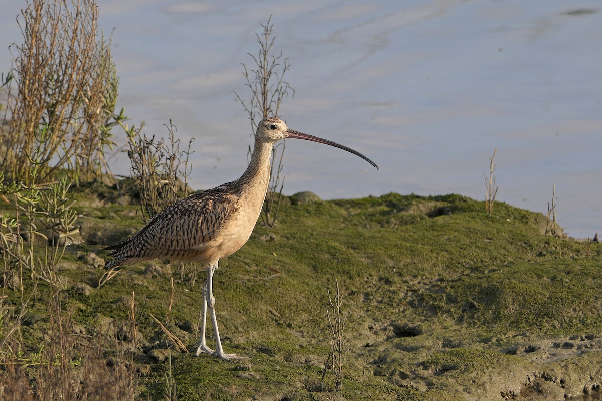 Long-billed Curlew - ML177917581