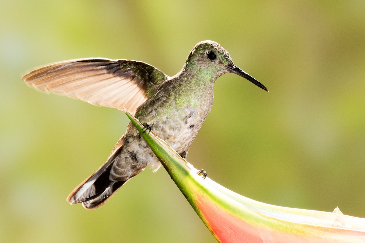Scaly-breasted Hummingbird - Garrett Lau