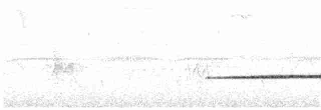 Perlenmantel-Ameisenwürger - ML177926081