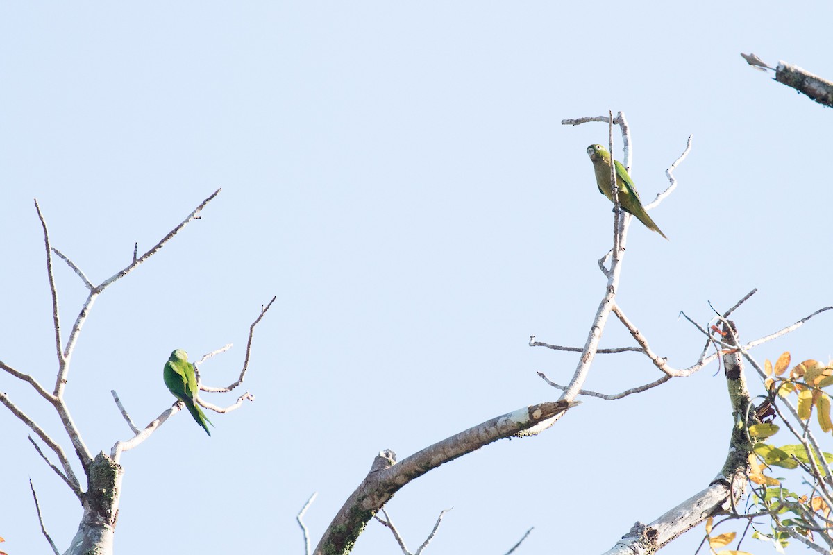 Olive-throated Parakeet - Garrett Lau