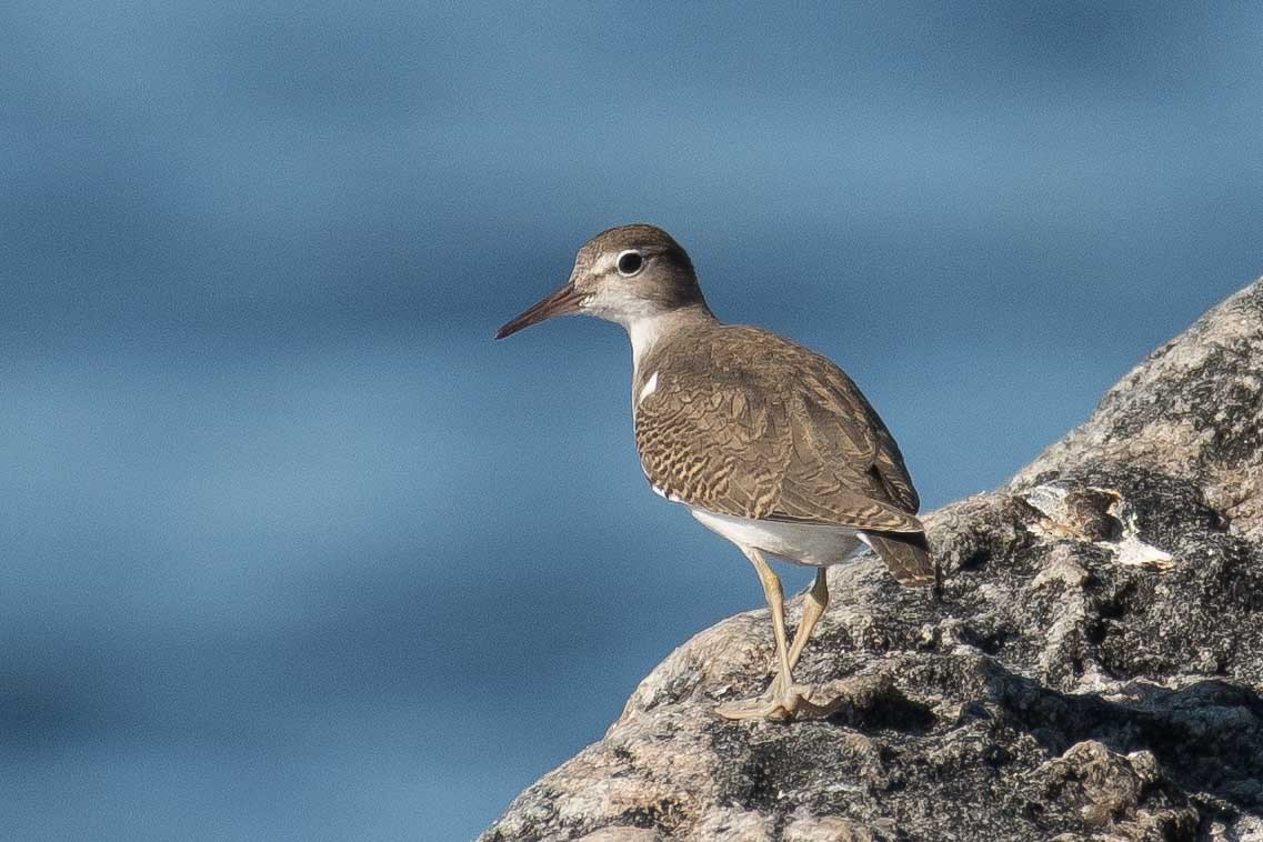 Spotted Sandpiper - Gerry Gerich