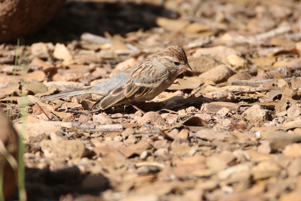 Chipping Sparrow - Ken Oeser