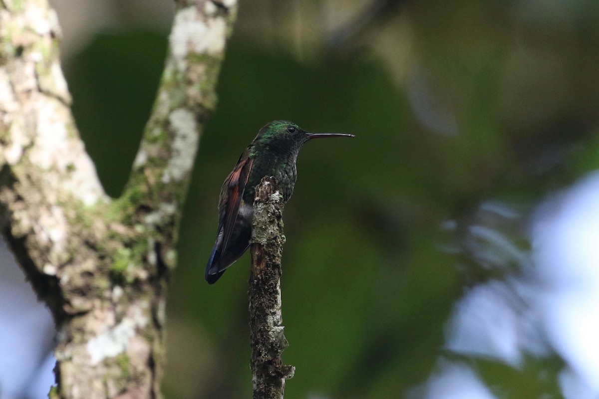 Blue-tailed Hummingbird - ML177936681
