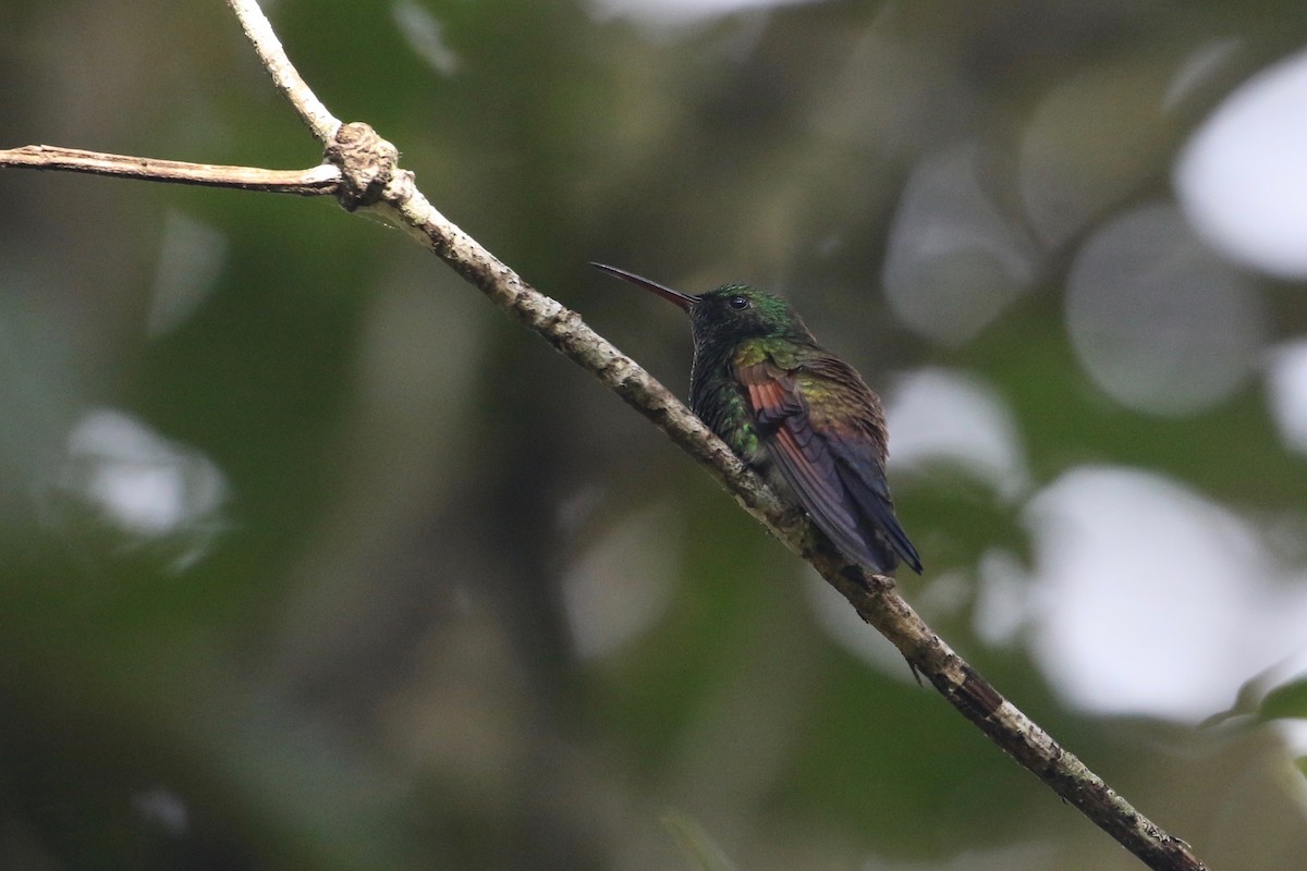 Blue-tailed Hummingbird - ML177937141