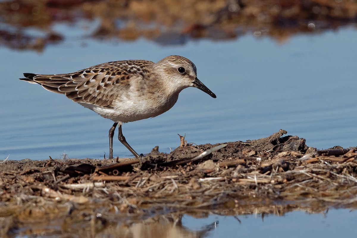 Red-necked Stint - Vincent Wang