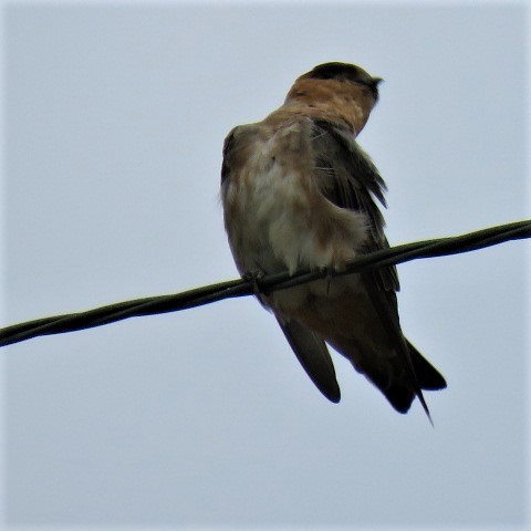 Cave Swallow - ML177938241