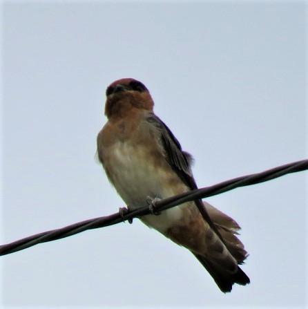 Cave Swallow - ML177938301