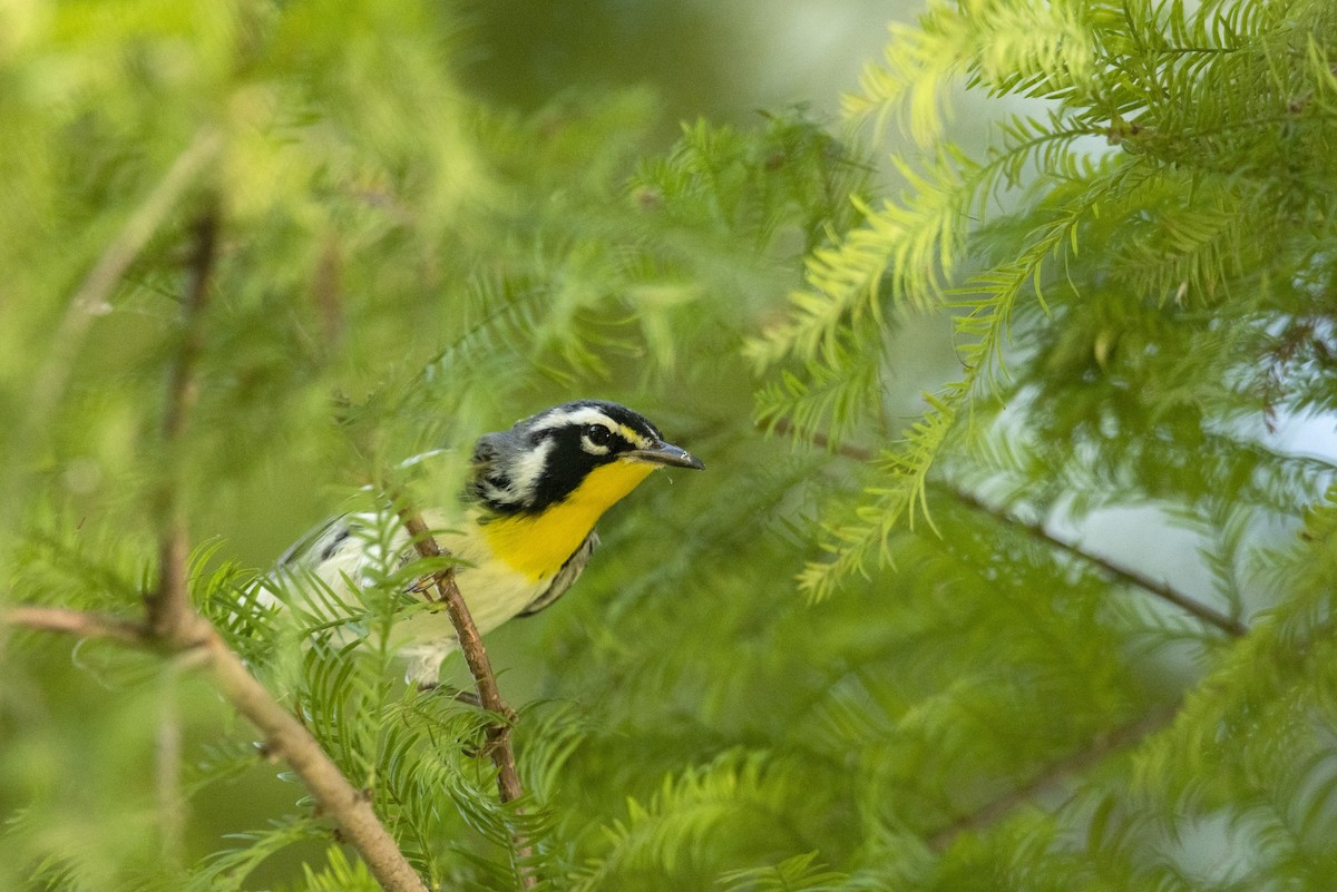 Yellow-throated Warbler - Adam Hull