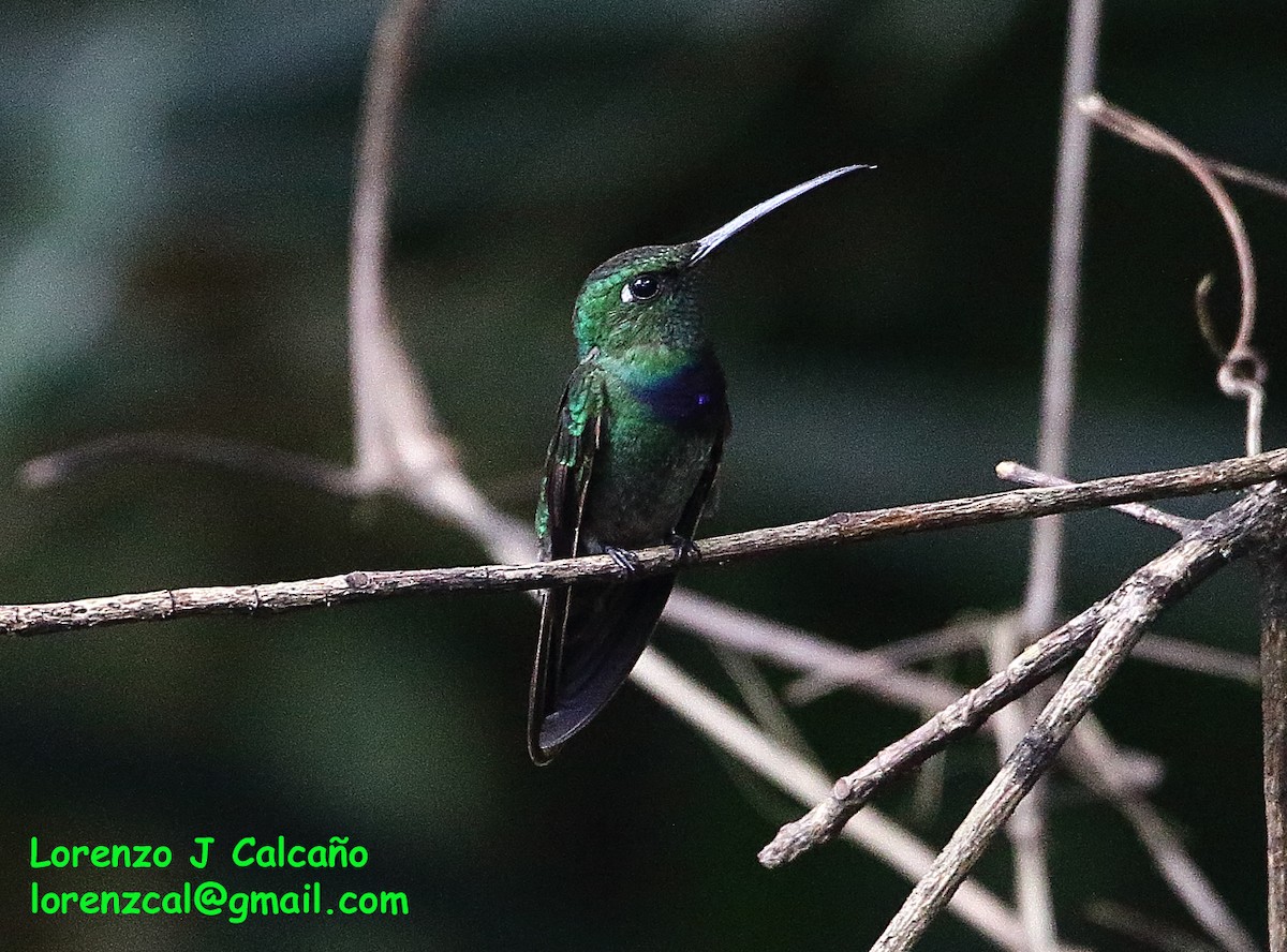 Violet-chested Hummingbird - ML177944251