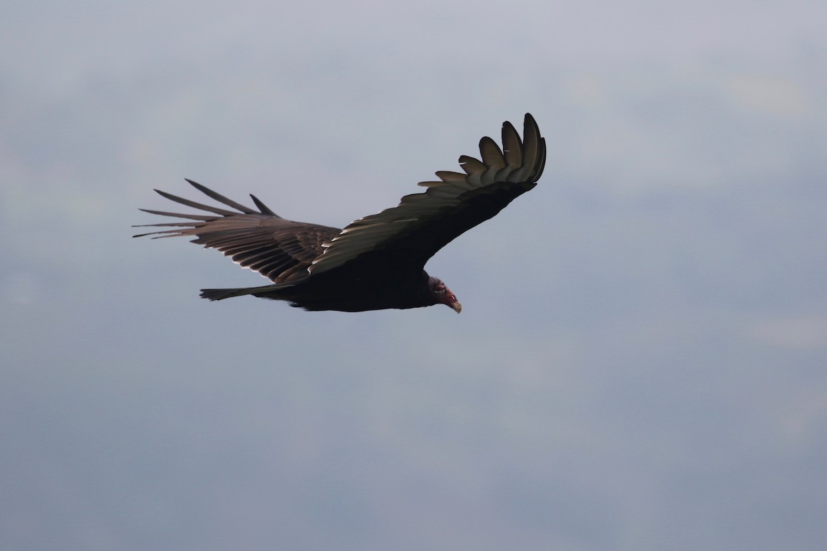 Turkey Vulture - ML177947571