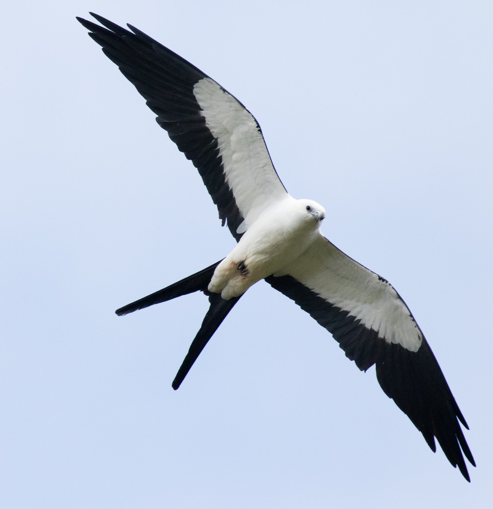 Swallow-tailed Kite - Garrett Lau