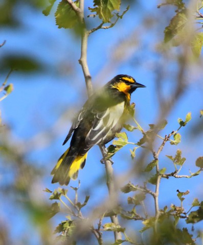 Black-backed Oriole - eBird