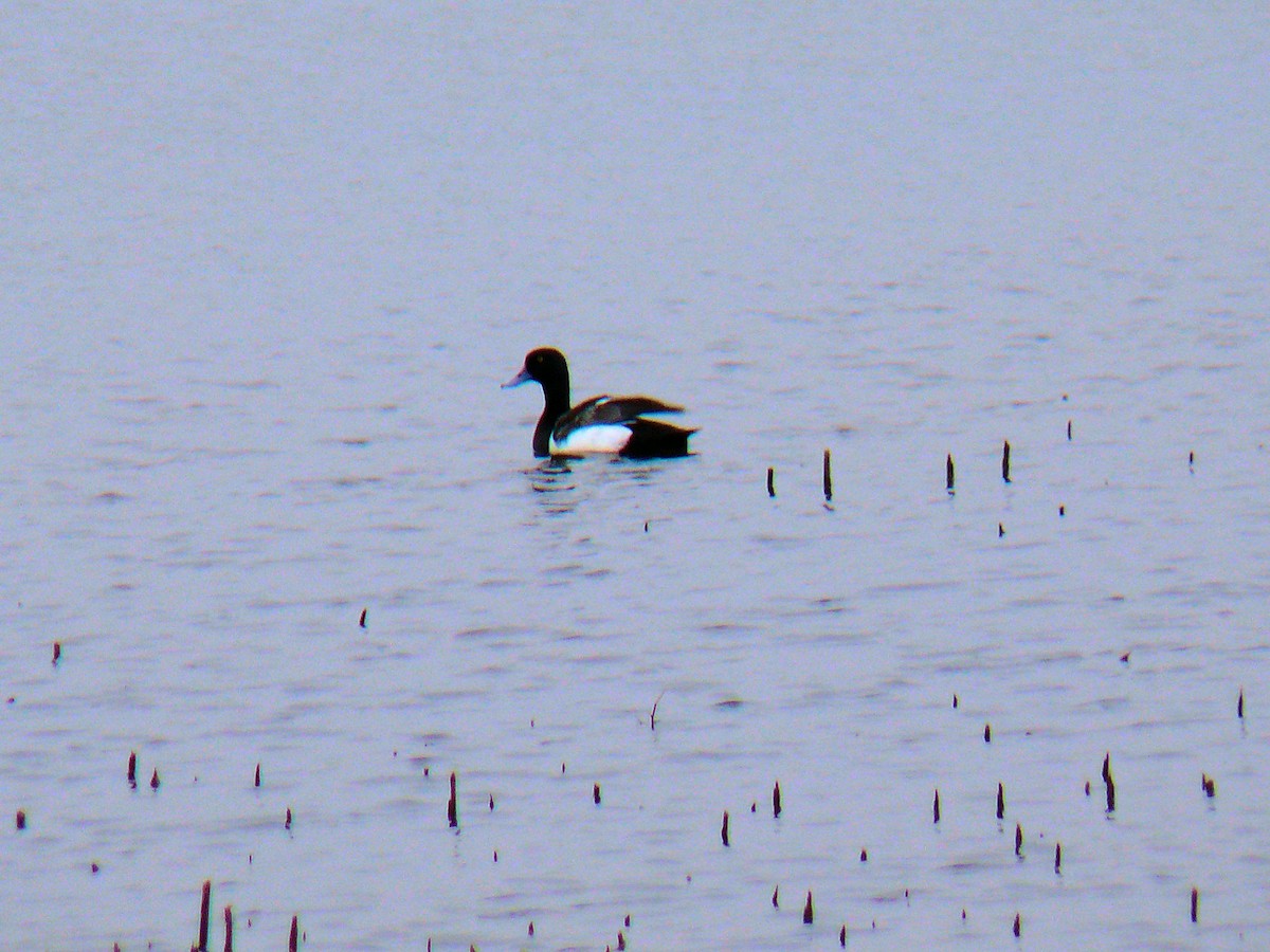 Greater Scaup - ML177950011