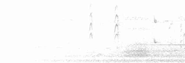 stripediamantfugl (striatus) - ML177955001