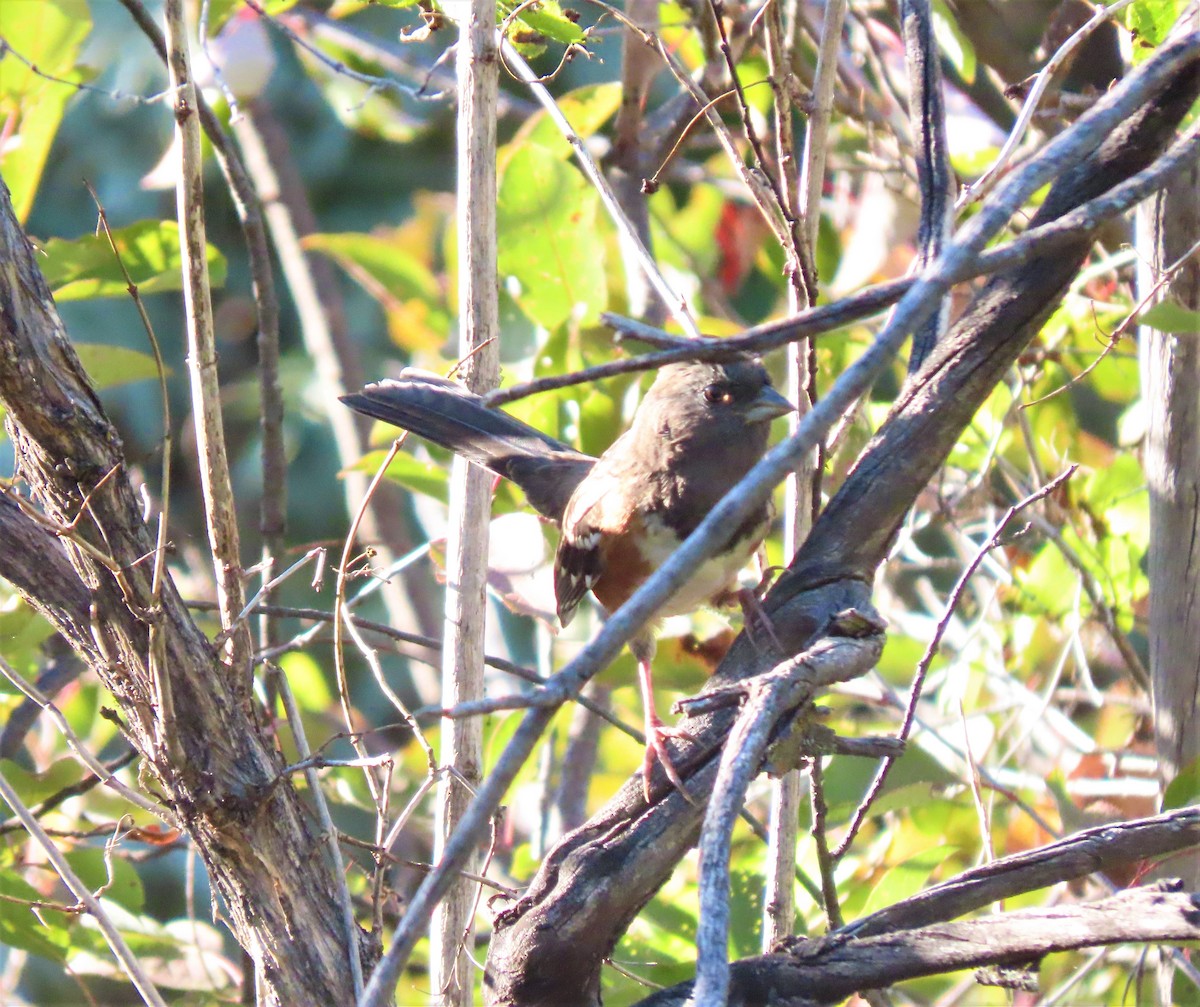 Spotted Towhee - ML177956941