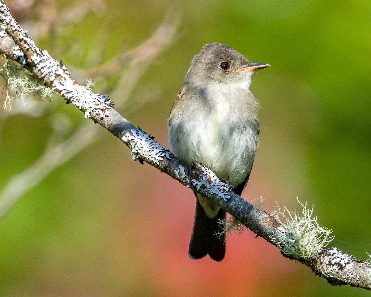 Eastern Wood-Pewee - Michael Foster