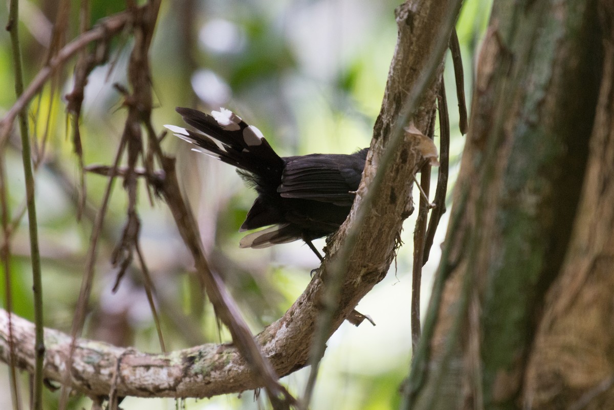 Black Thicket-Fantail - ML177961281