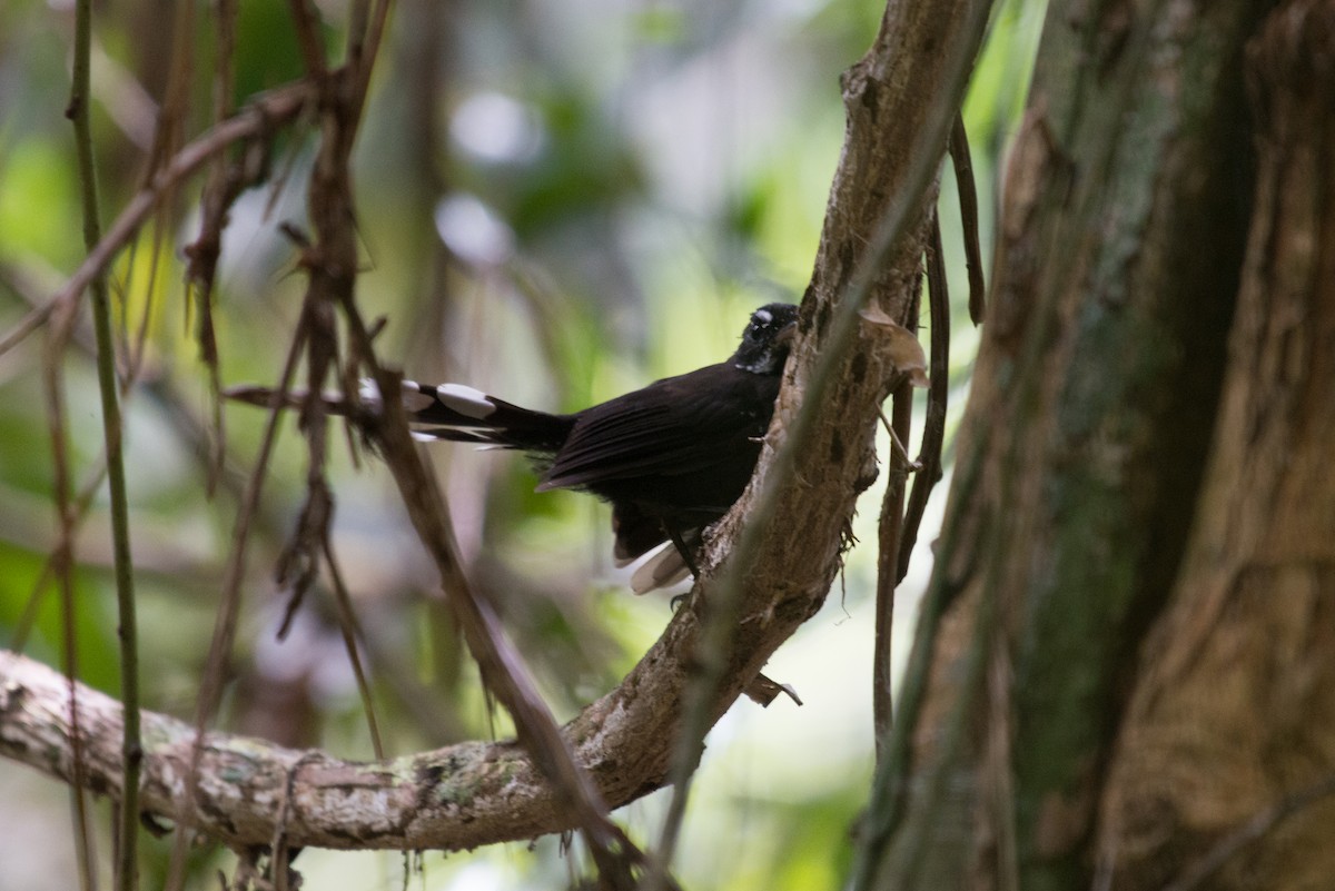 Black Thicket-Fantail - ML177961391