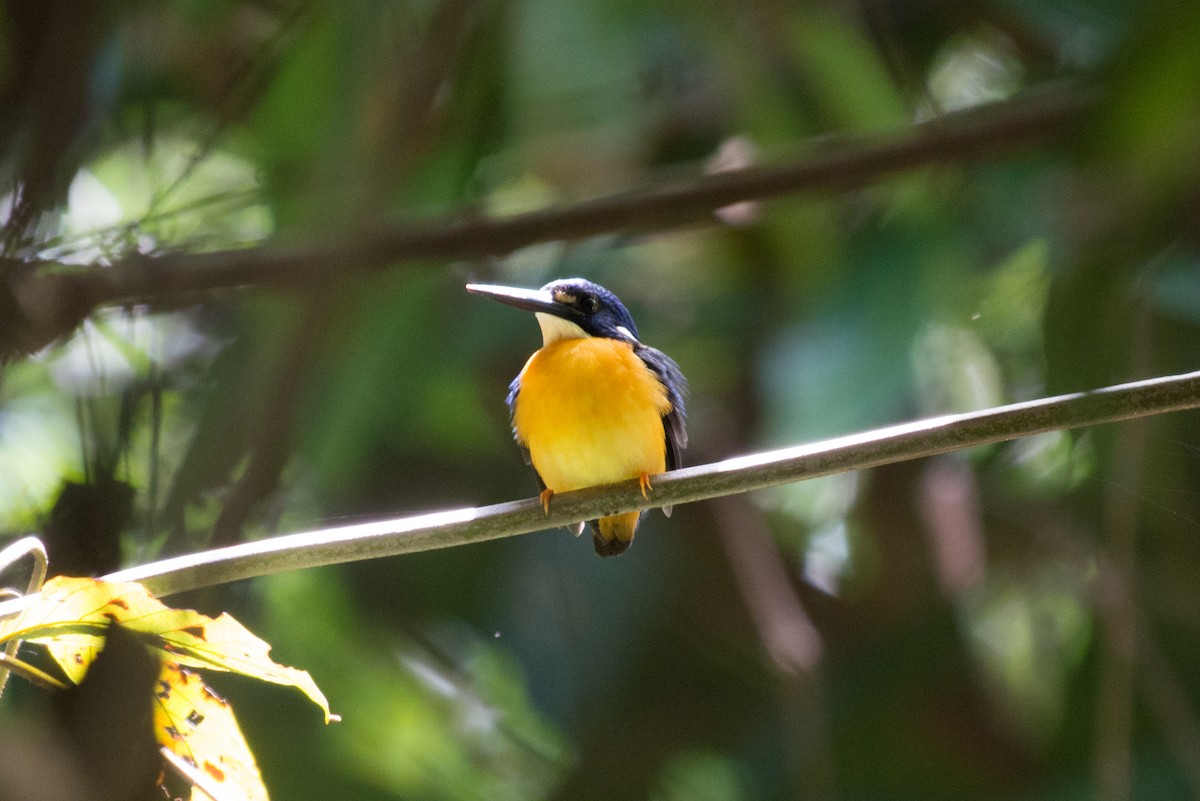 Papuan Dwarf-Kingfisher - ML177961411