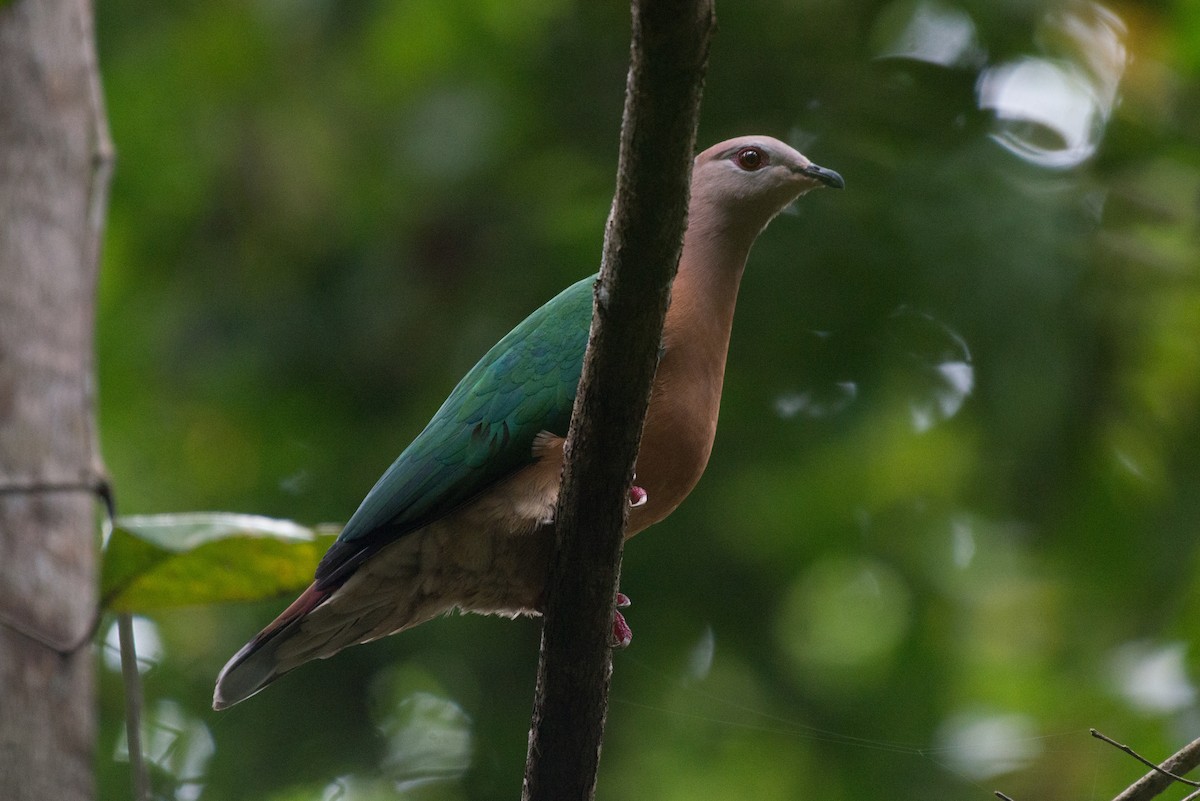 Purple-tailed Imperial-Pigeon - ML177961531