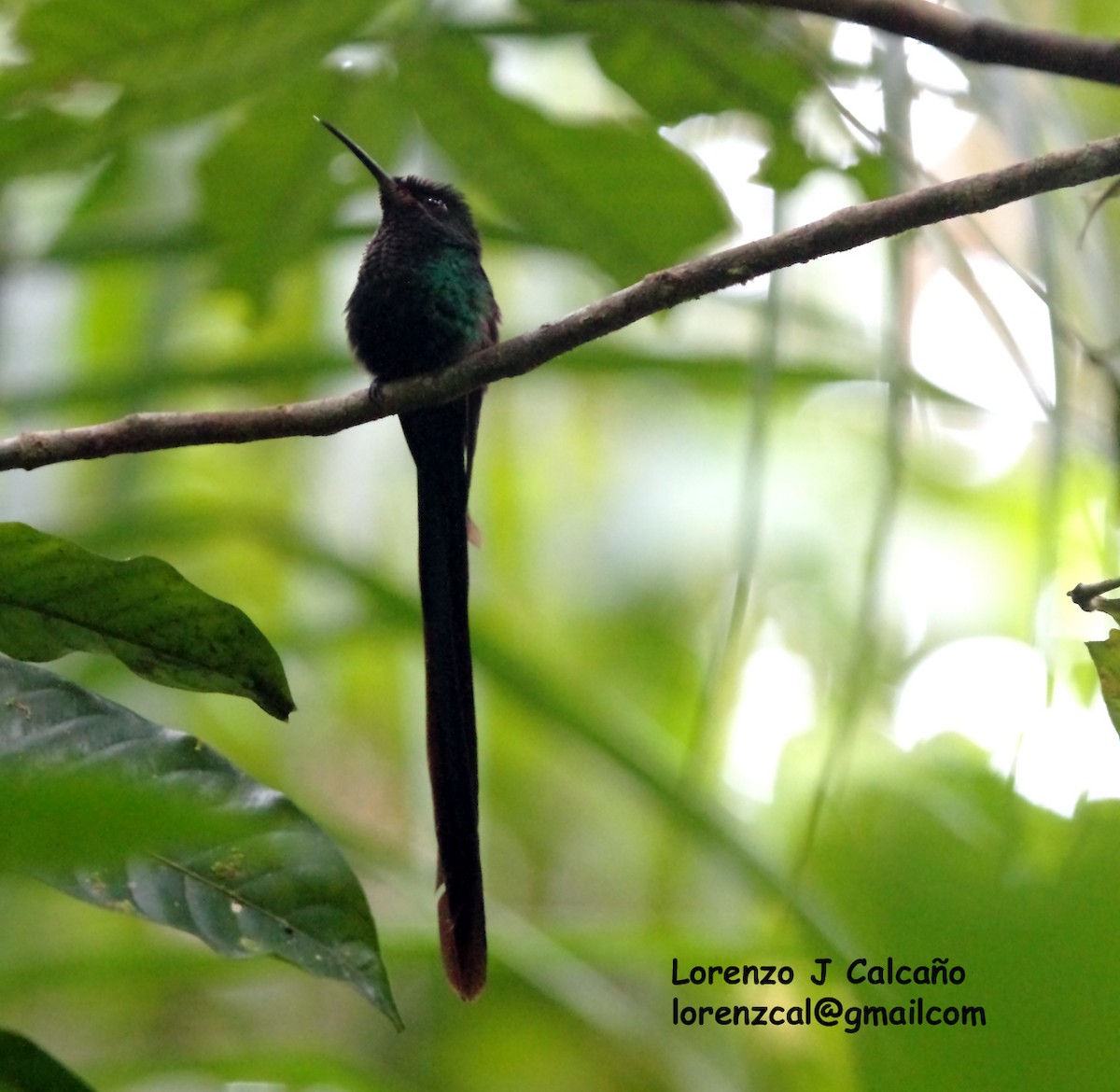 Scissor-tailed Hummingbird - ML177962491