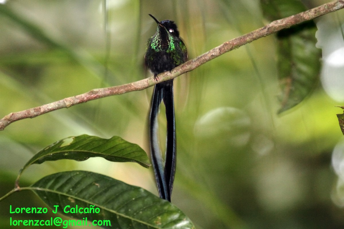 Scissor-tailed Hummingbird - ML177962531