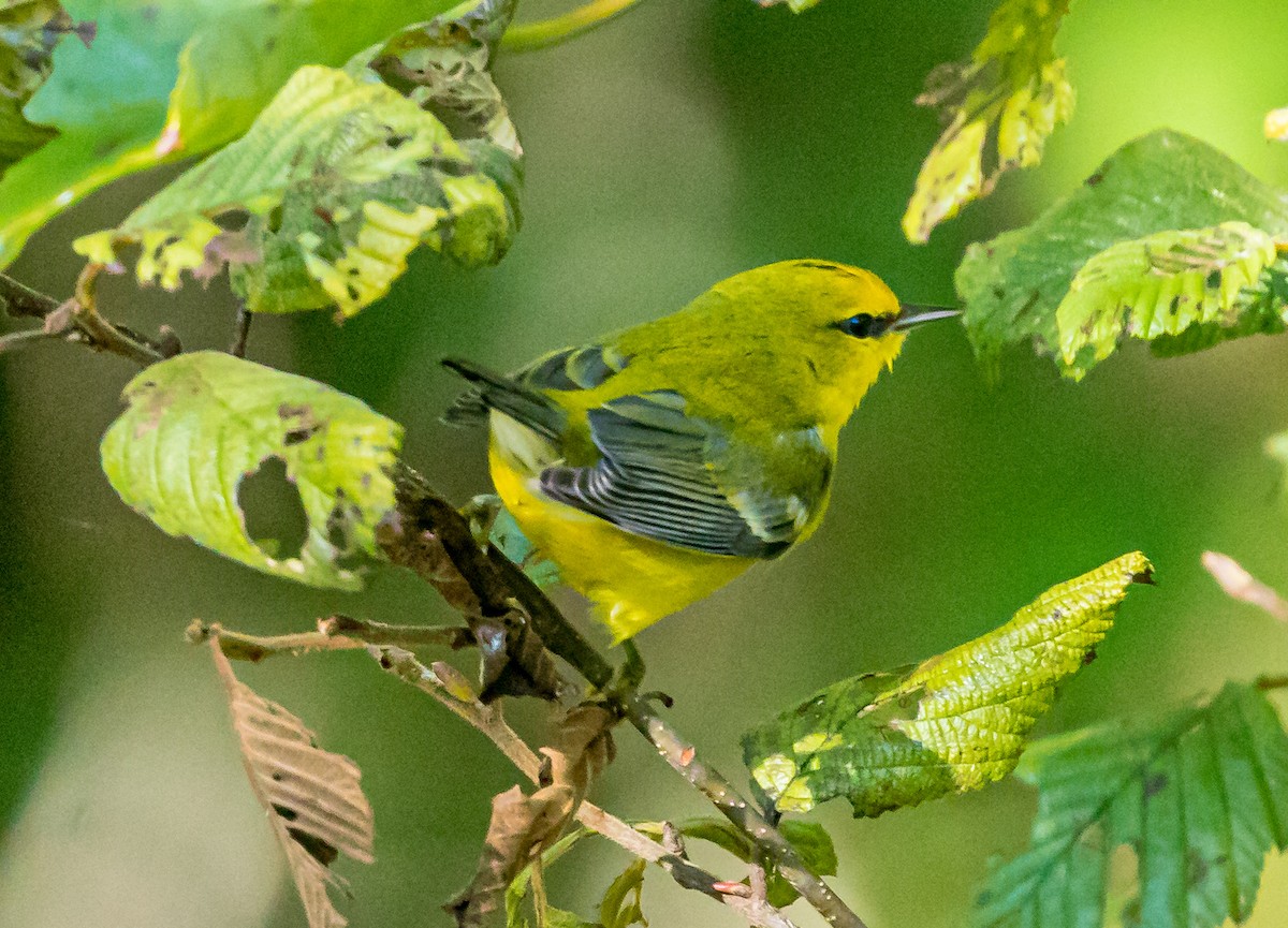 Blue-winged Warbler - Michael Foster