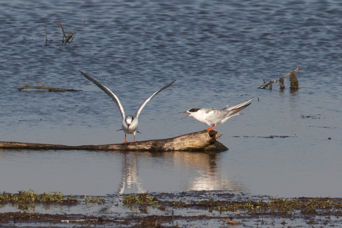 Forster's Tern - Colleen Childers