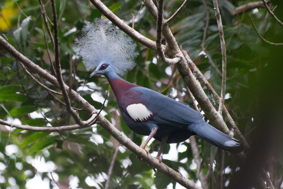 Sclater's Crowned-Pigeon - ML177964801