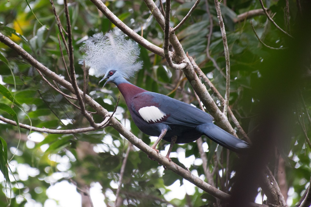 Sclater's Crowned-Pigeon - ML177964821