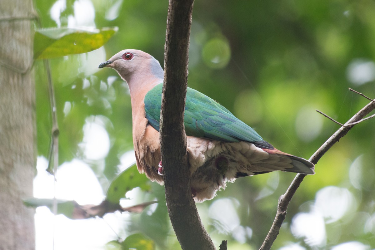 Purple-tailed Imperial-Pigeon - ML177964841