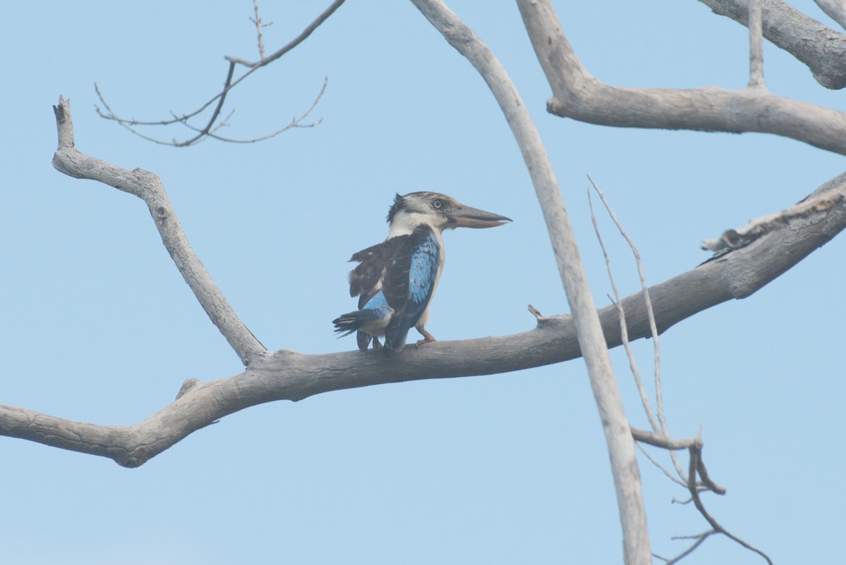 Blue-winged Kookaburra - John C. Mittermeier