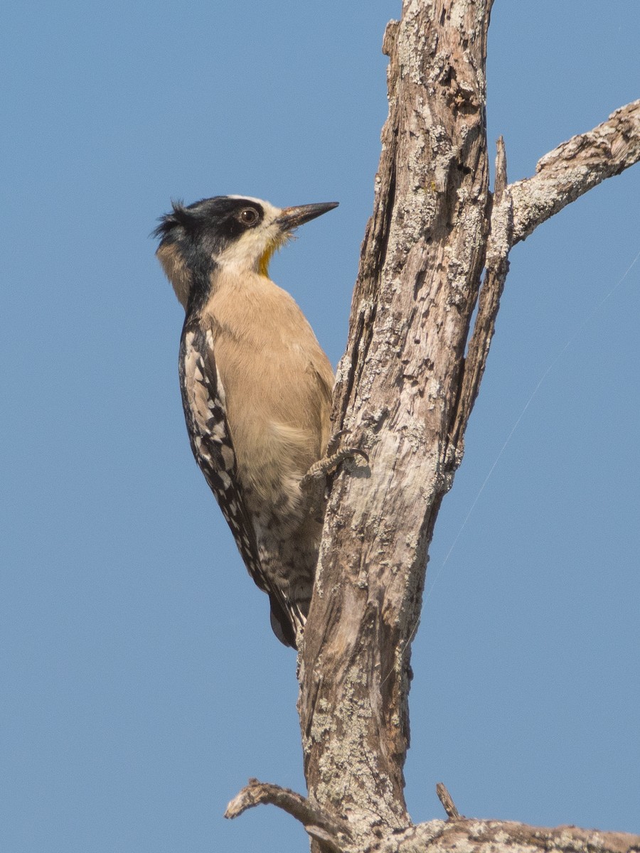 White-fronted Woodpecker - ML177966781