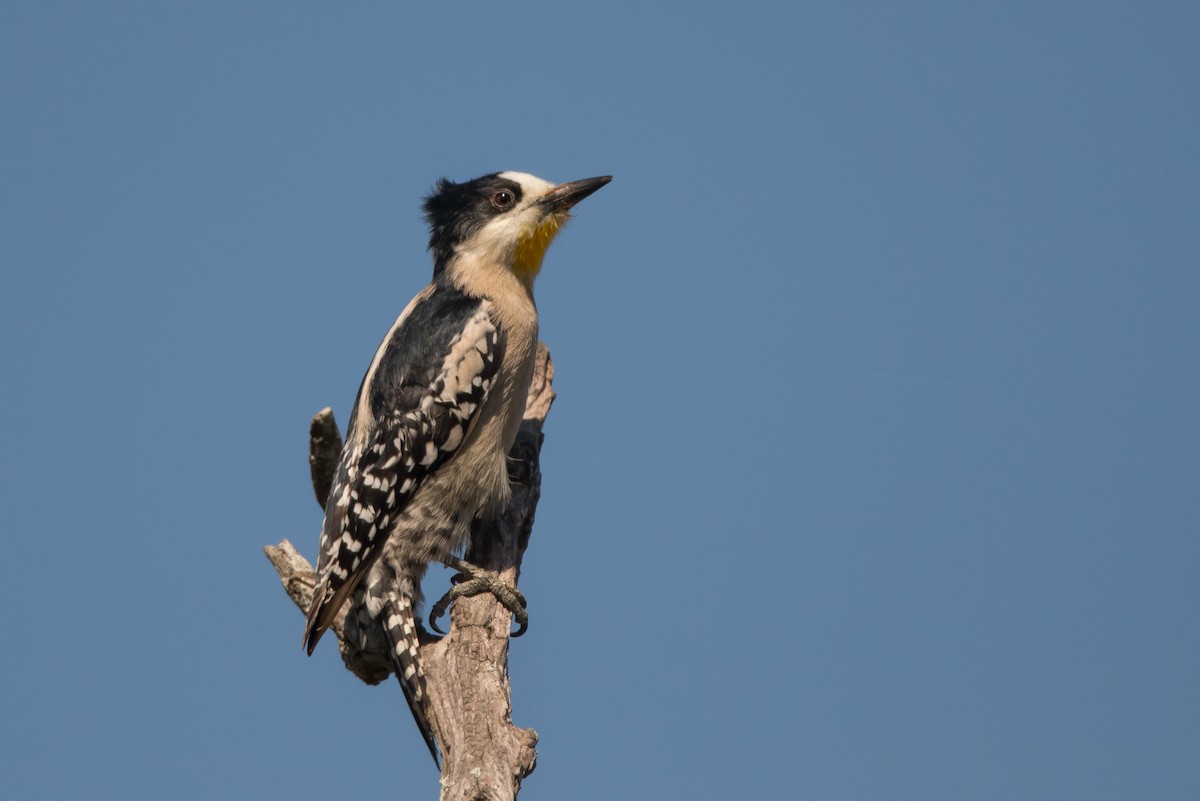White-fronted Woodpecker - ML177966791