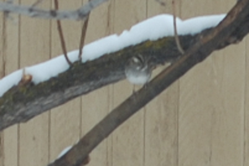 White-throated Sparrow - Noel Zaugg