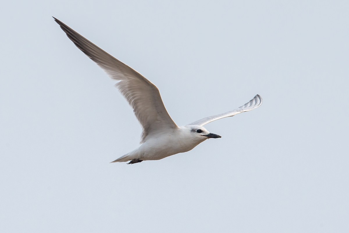 Gull-billed Tern - ML177974141