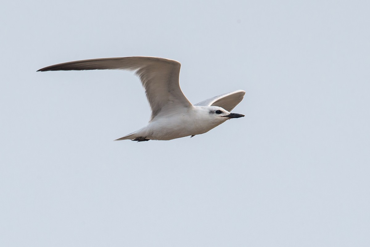 Gull-billed Tern - ML177974161
